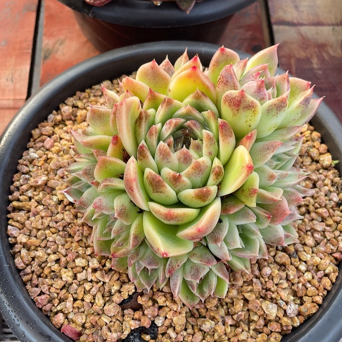 多肉植物一物一拍