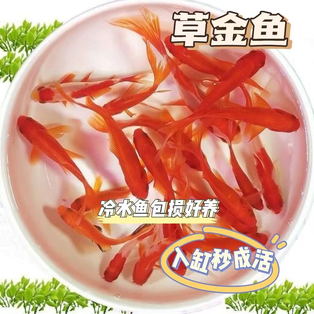 【新手推荐】好养耐活的草金鱼冷水淡水观赏鱼新手可养不加温
