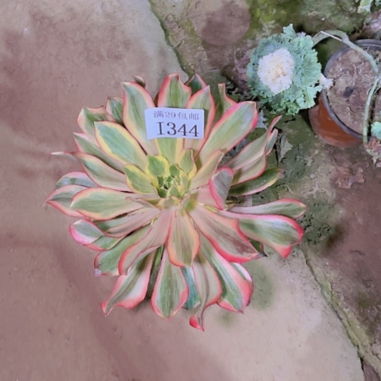 344魅影多肉植物