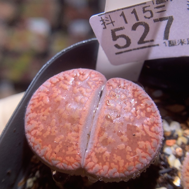 精品生石花115.527