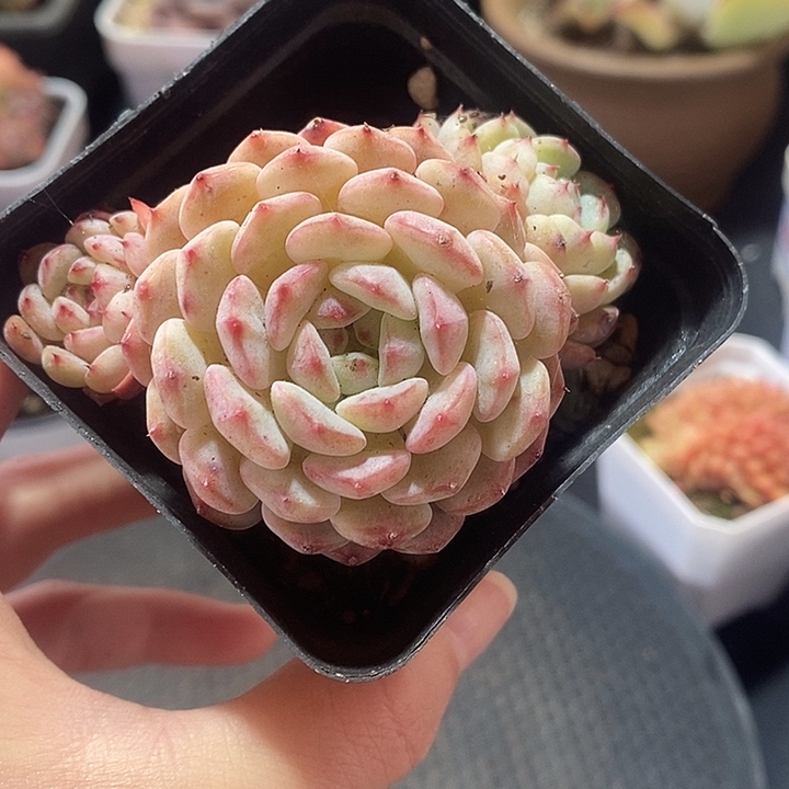 春节福利白胖子老桩26