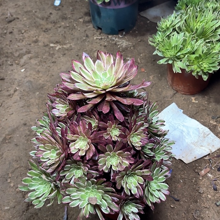 多肉植物法师繁星55