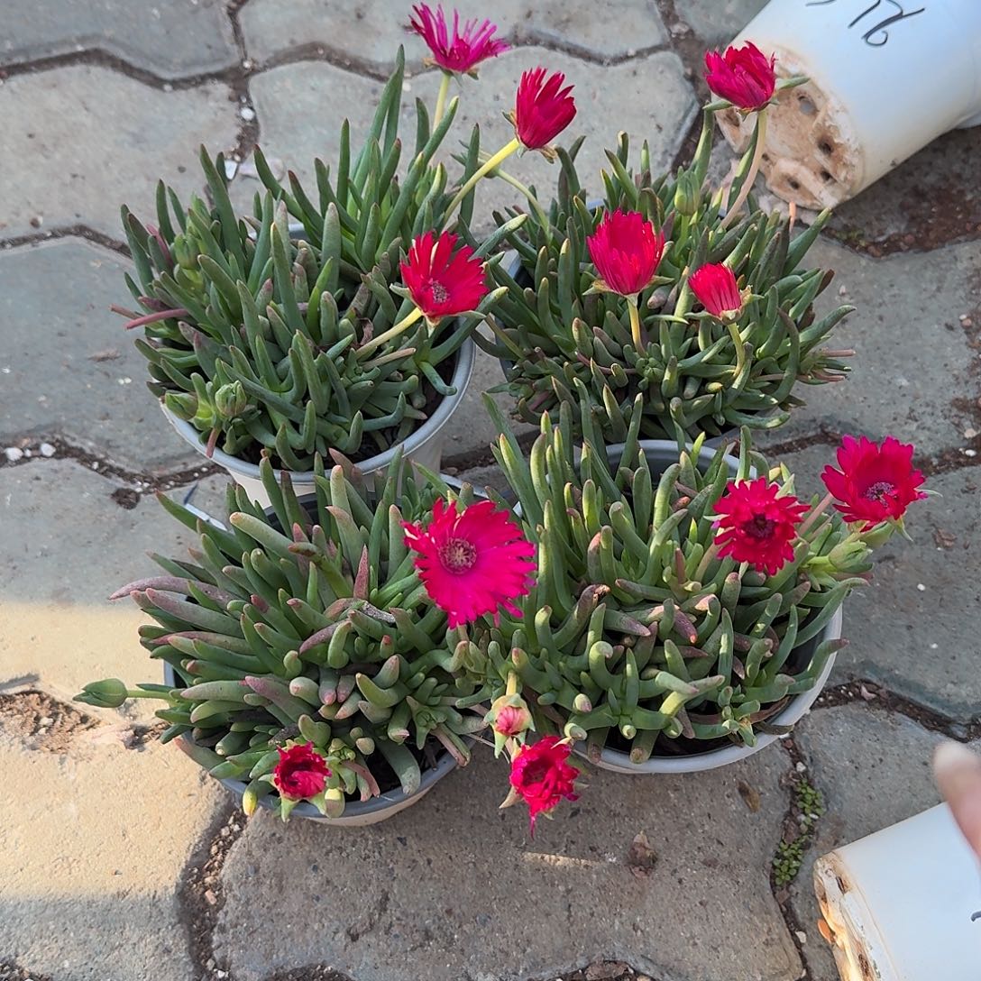 奔龙多肉植物净后