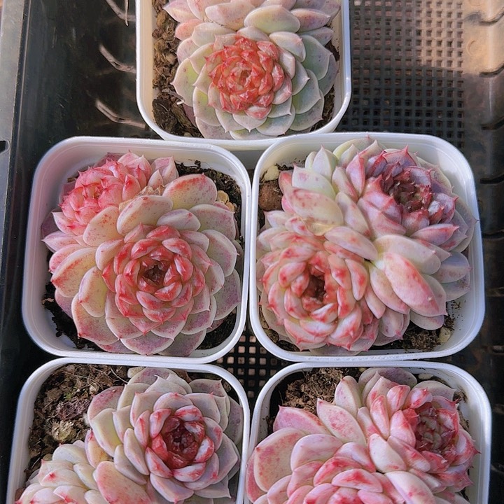 花时光精品多肉48