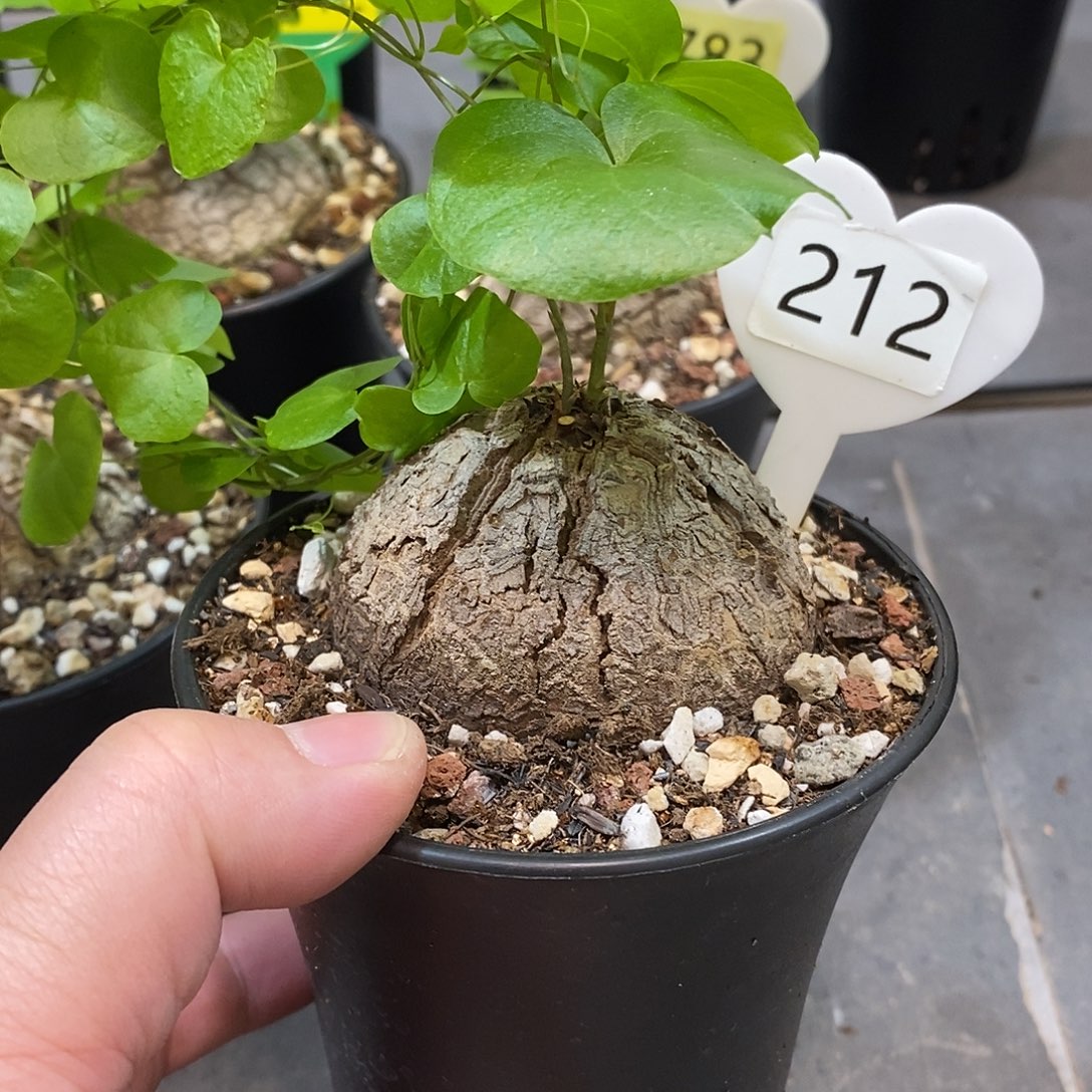 南非龟甲龙龟甲龙