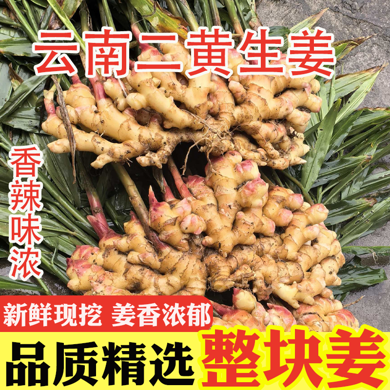 正宗云南二黄生姜新鲜现挖生姜香辣十足炒菜调味高山种植产地直发