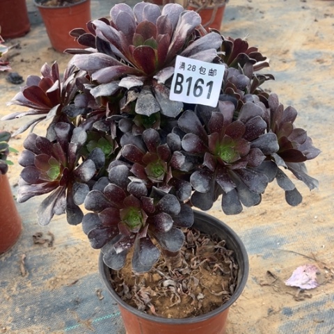 161欧紫不包断枝