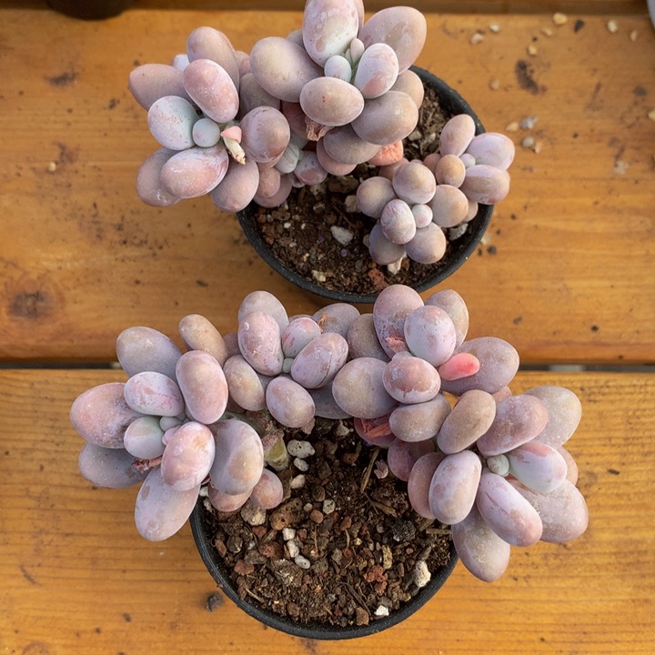 精控蛋黄奶多肉一物一拍