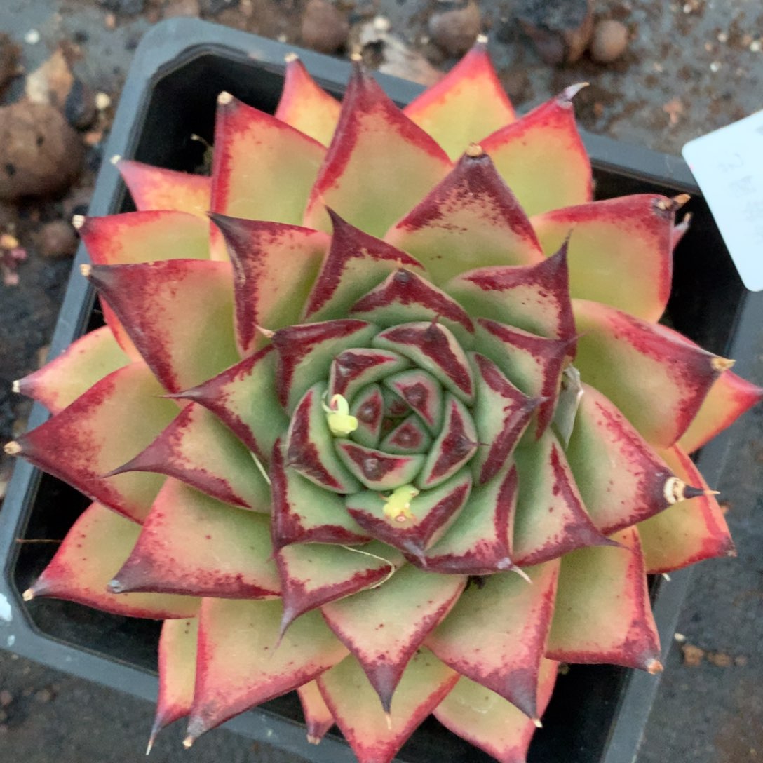 5044杂交精品基地12厘米