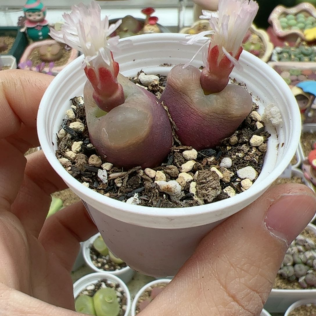 【闪购商品】263 带盆