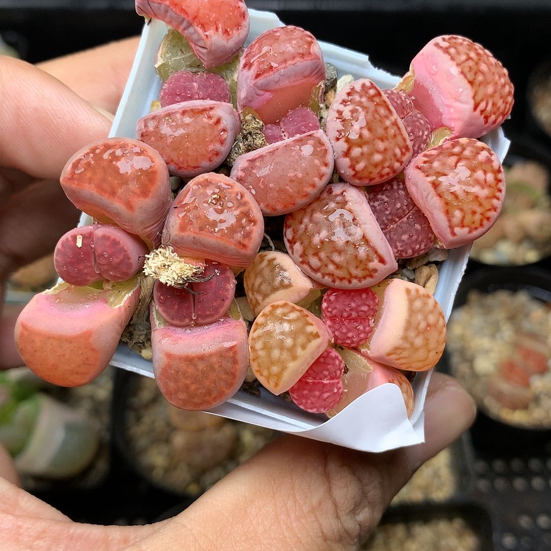 A38多肉植物保护