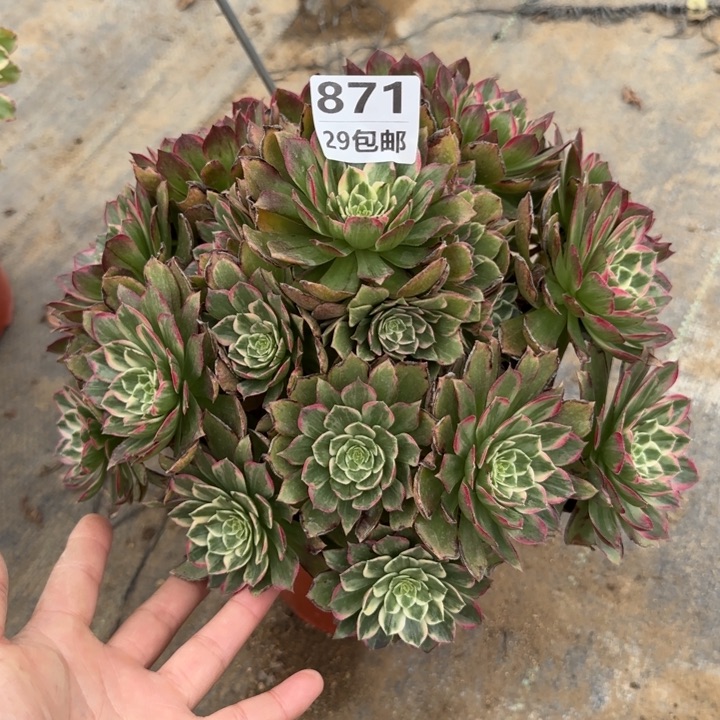 莲花……多肉植物……