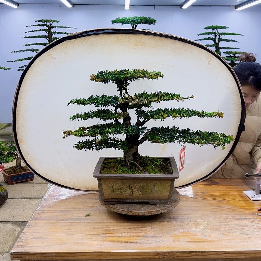 无花朵盆景直播间一物一拍