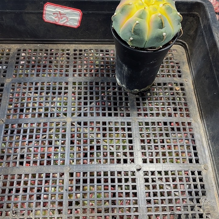 新***乐35号筐带盆土发货