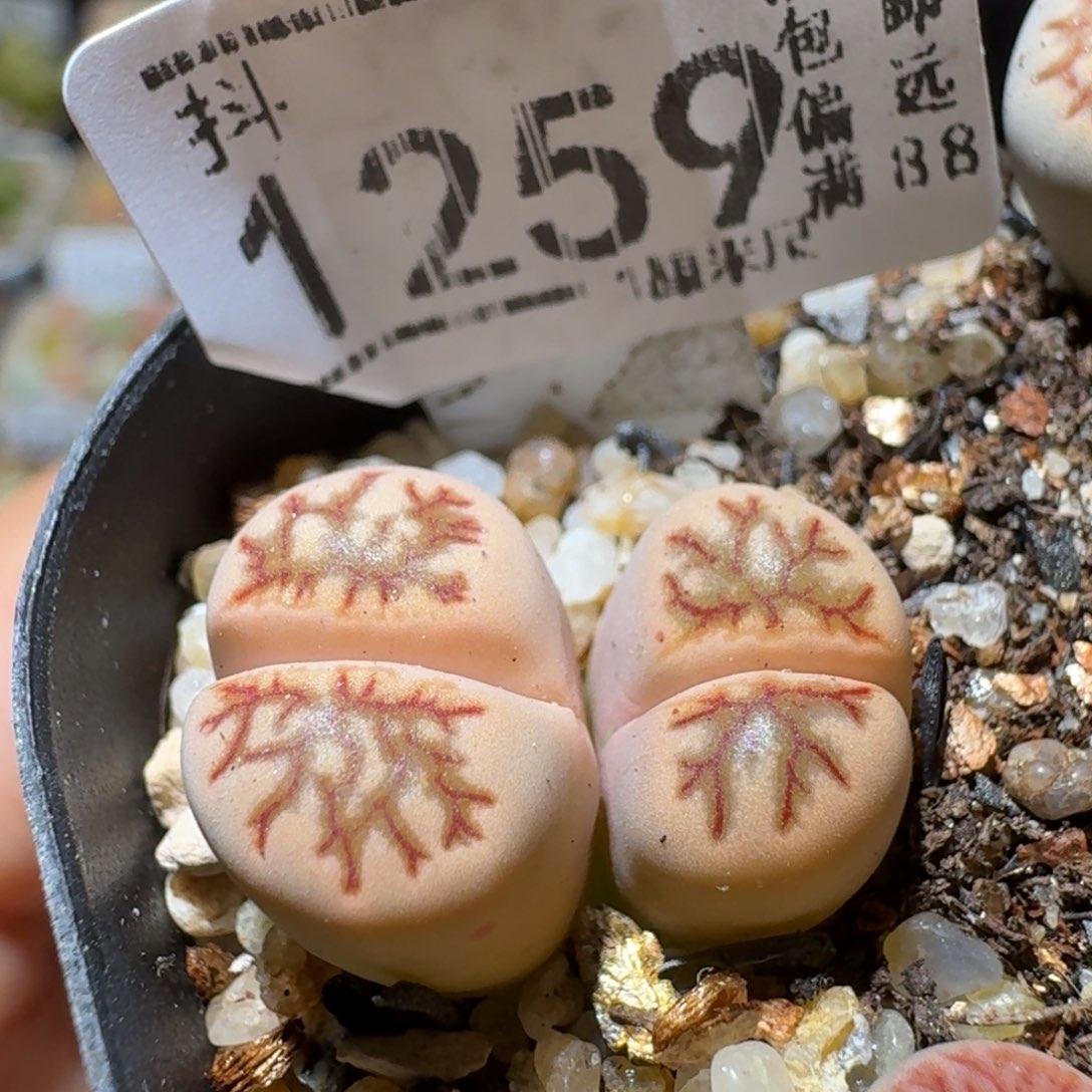 Sss精品花清货了1259锦
