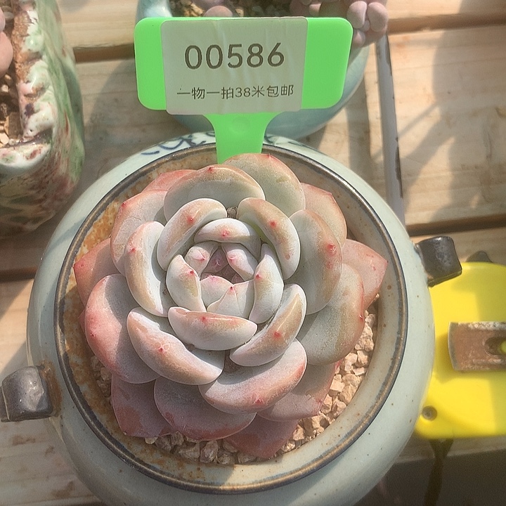 00586，阿牛马沉默璐璐