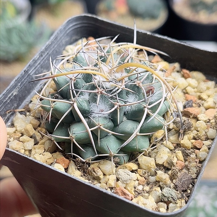 狂刺瓦格纳乳突实生球4.4公分