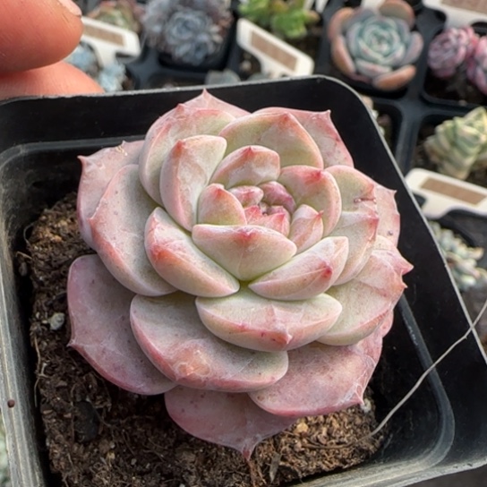 34纯爱多肉植物多