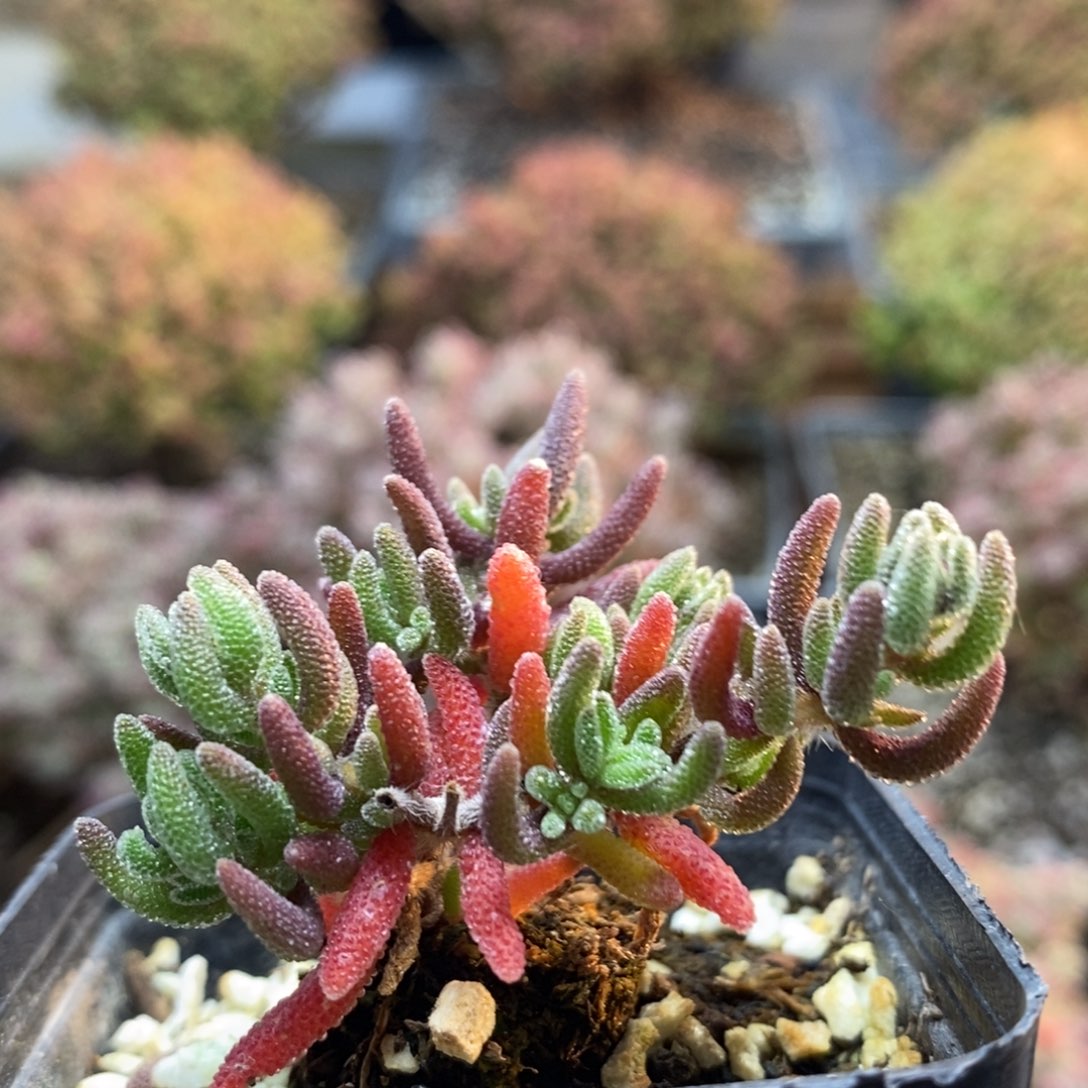 狐尾5063枝干番杏