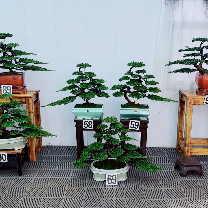 利***窗无花朵松柏盆景，一物一拍