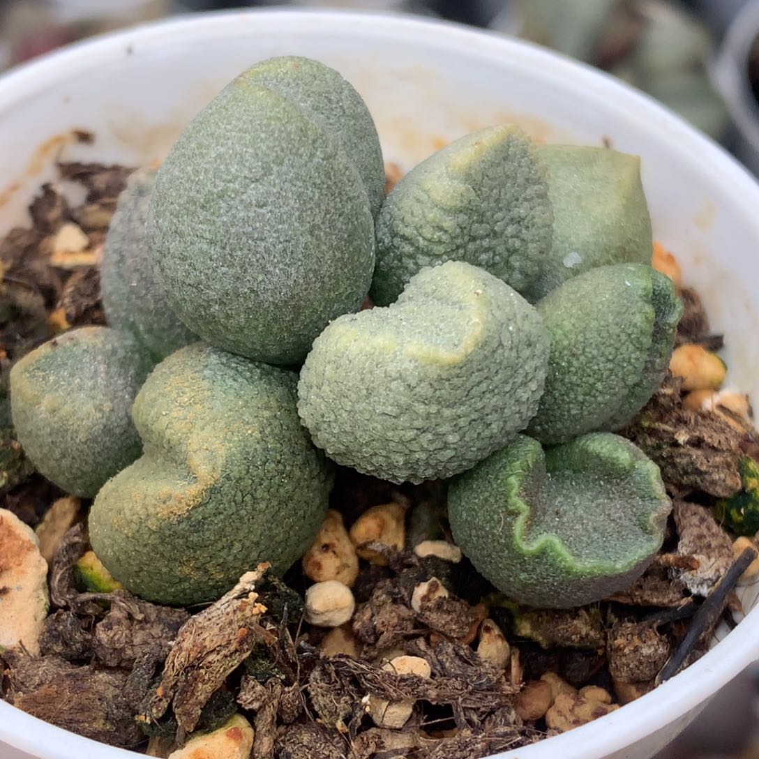 实生水泡 冰晶金黄色