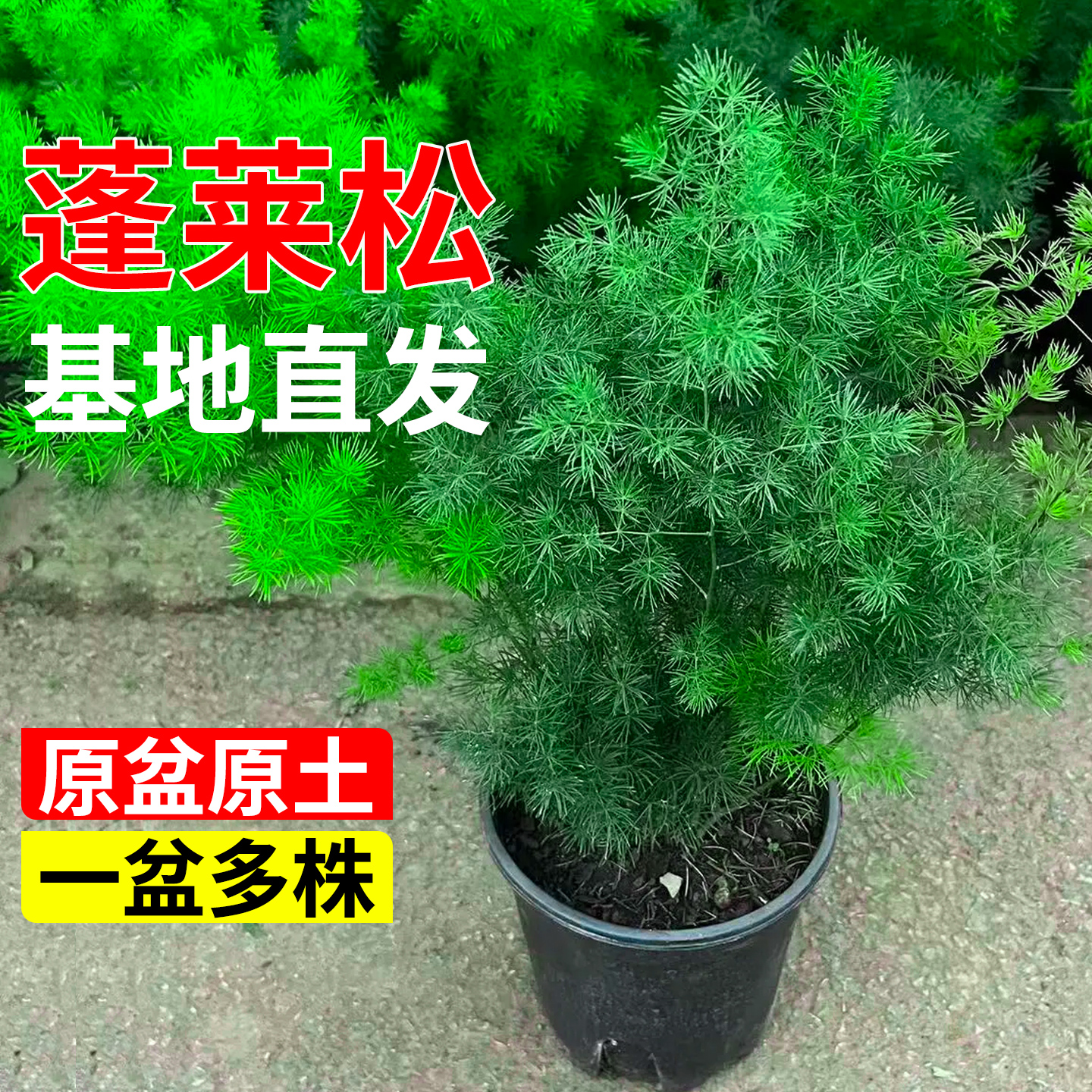 蓬莱松盆栽植物室内老桩花卉绿植土培好养活客厅迎客松小盆景