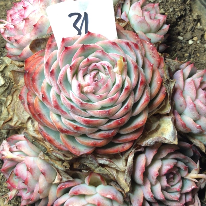 笑*坨31//////////////