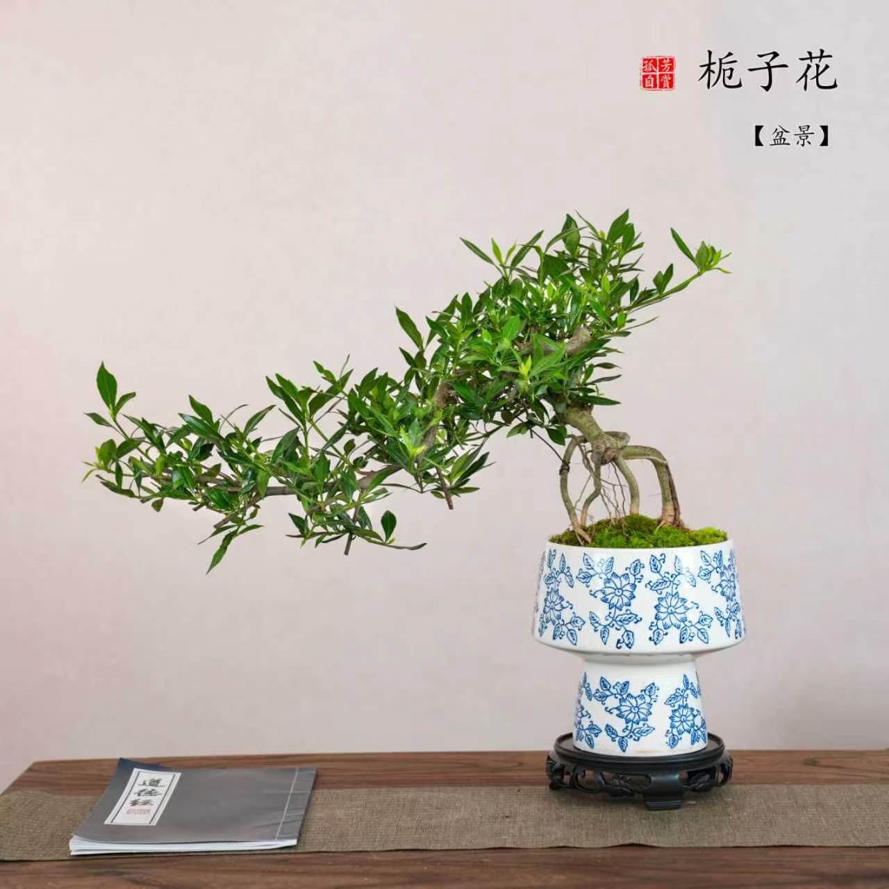 悬崖飘枝栀子花大青花瓷盆室内绿植桌面造型盆景盆栽观花植物