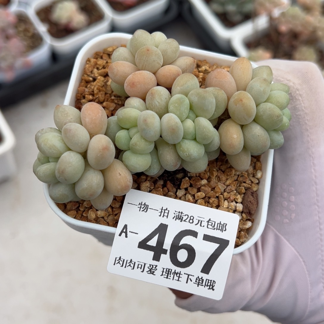 珍妮手指多肉多肉多肉