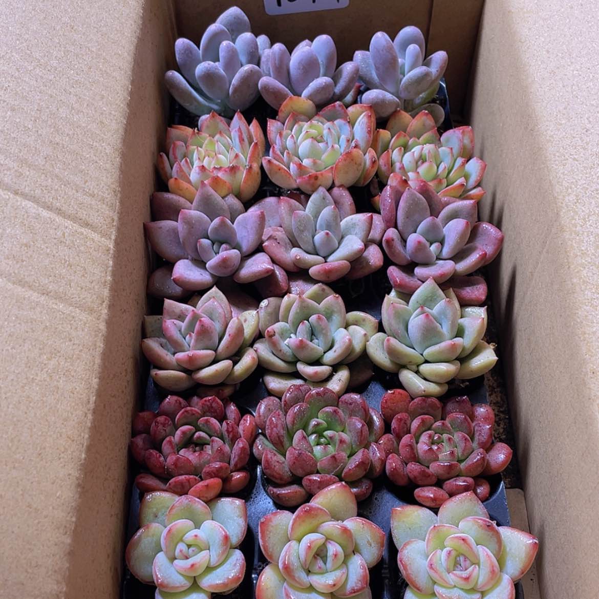 【闪购商品】18颗-151