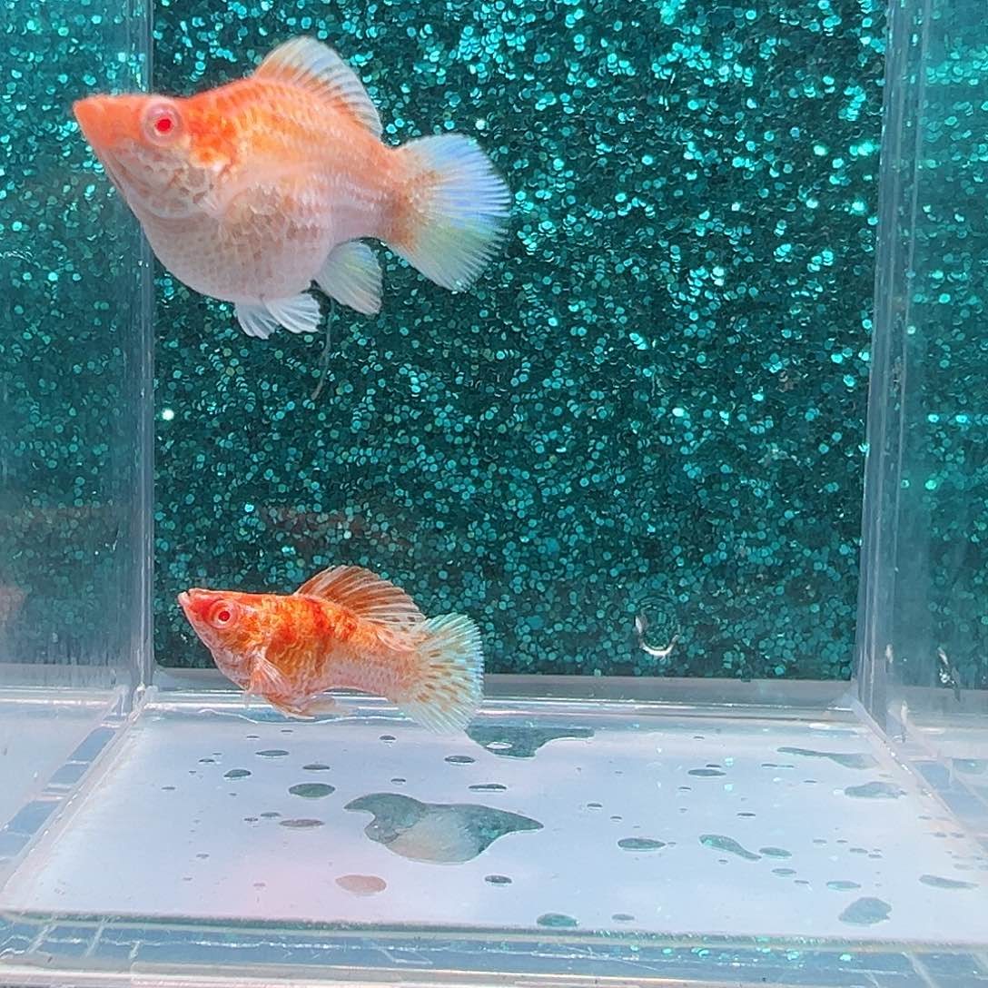 孔雀鱼金虎玛丽一对0014