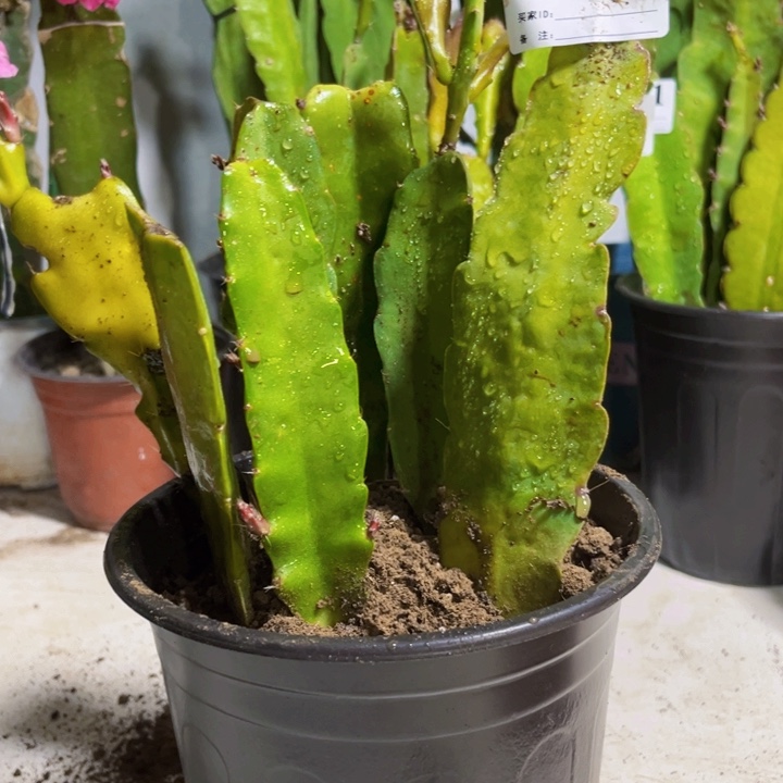 当前无花栽培后可以开花36