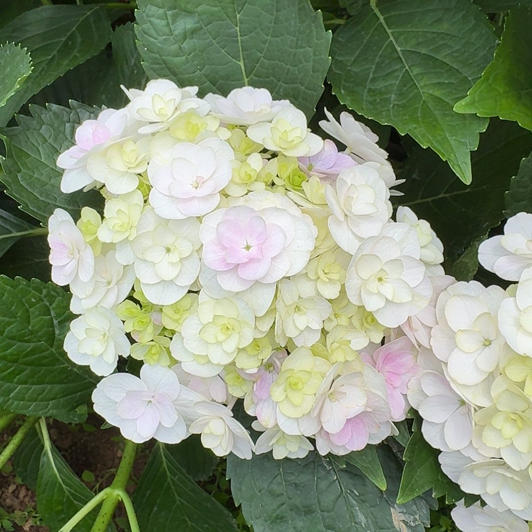 117号！3支起顺丰空运包邮