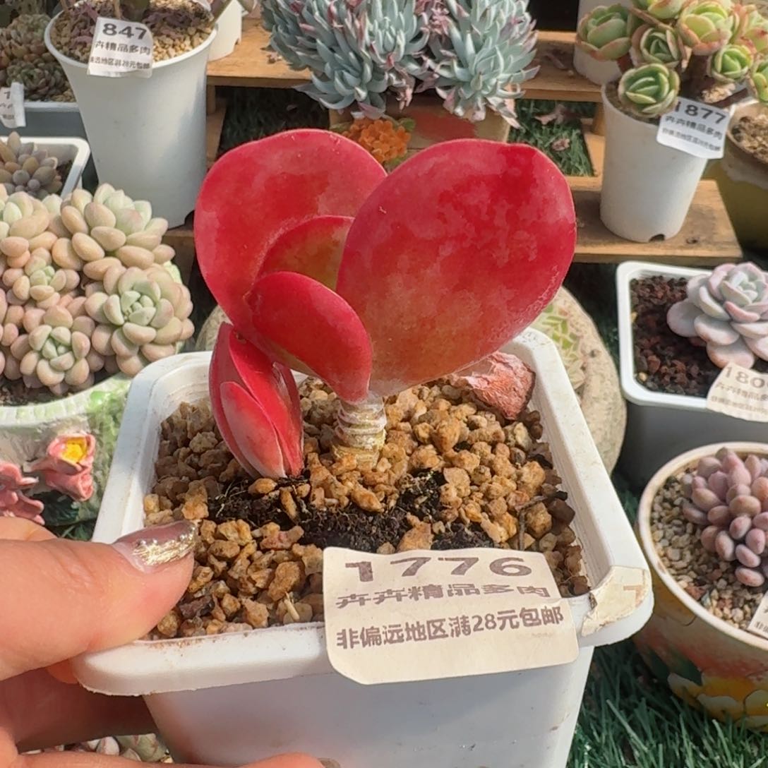 1776一物一拍（满28包邮）