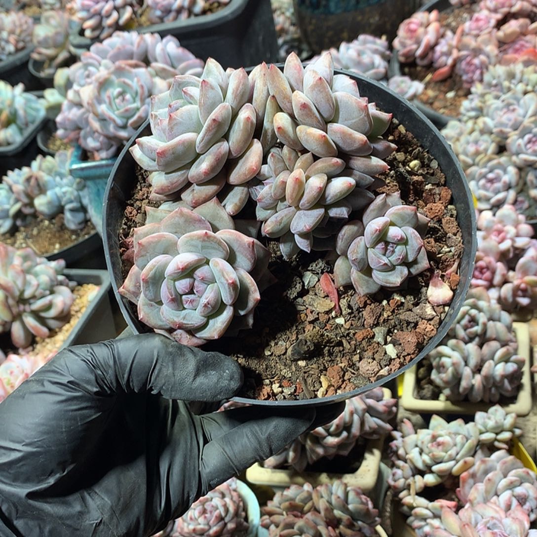 星影多肉植物哈哈8