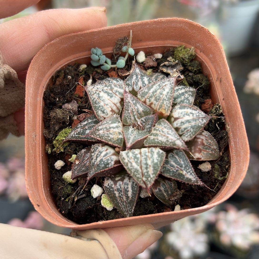 多肉植物多肉植物