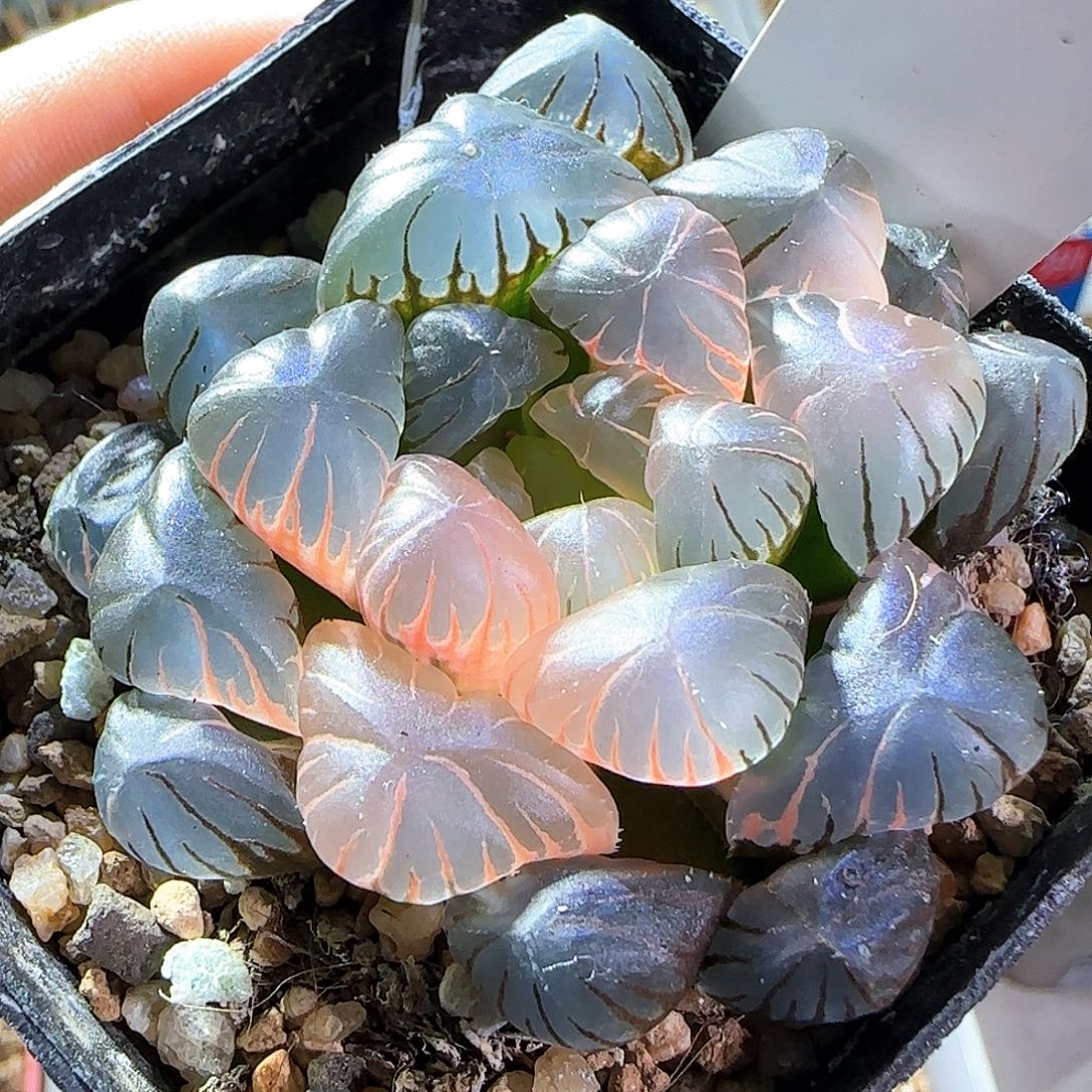 388号大窗冰灯玉露锦一物一拍带盆土