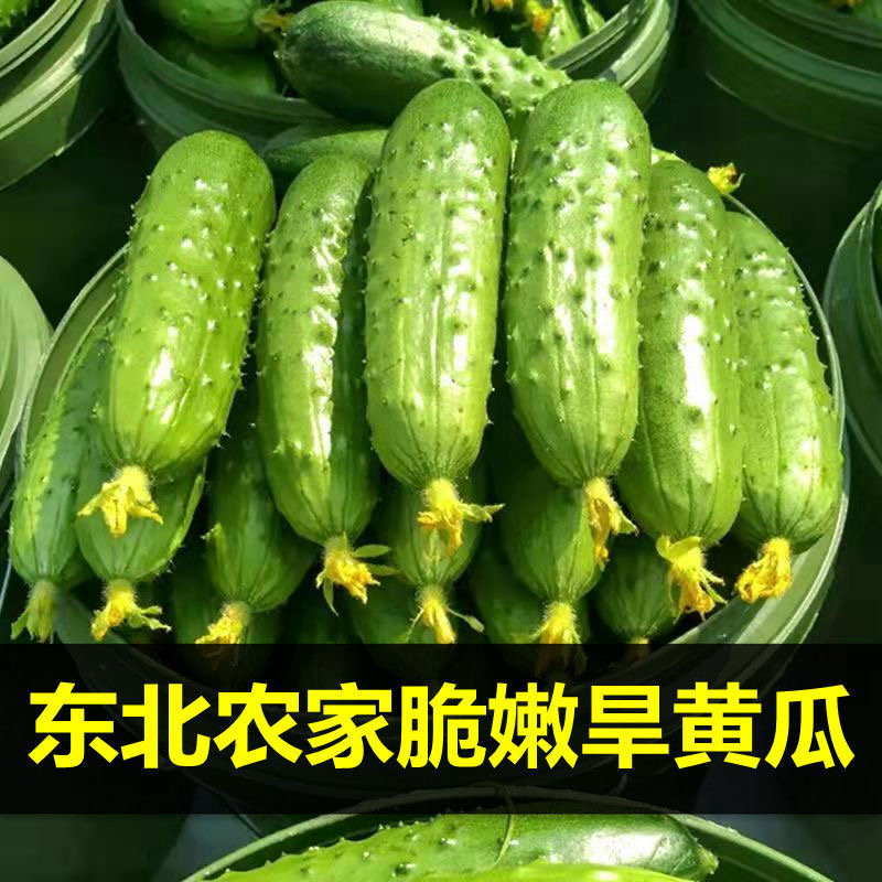 【手挑精选】正宗东北新鲜小黄瓜水果旱黄瓜小青瓜水果黄瓜生鲜包邮商品图