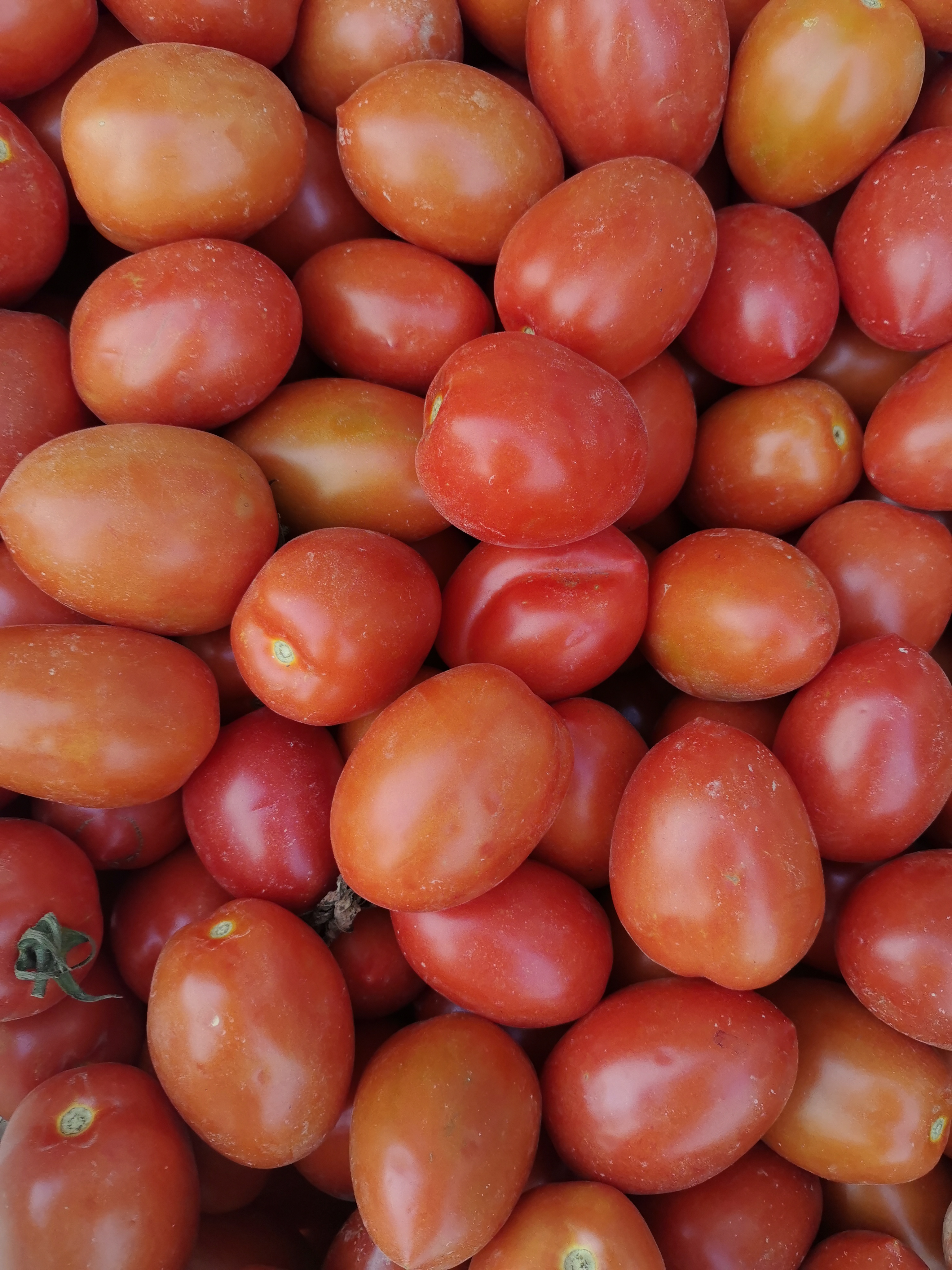 云南高原山货~羊奶果西红柿～卤蛋甄选