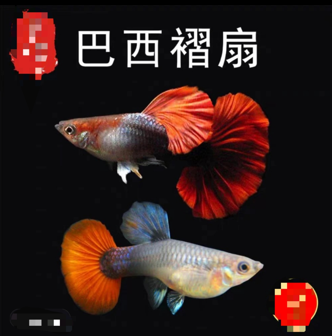 菊花帆折扇压成三对（入缸后不包损）