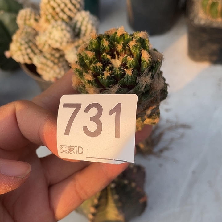 仙人球牡丹731号一个