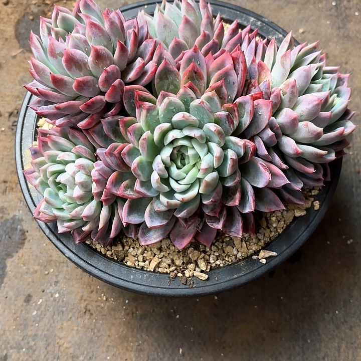 用****8多肉植物，紫云阁