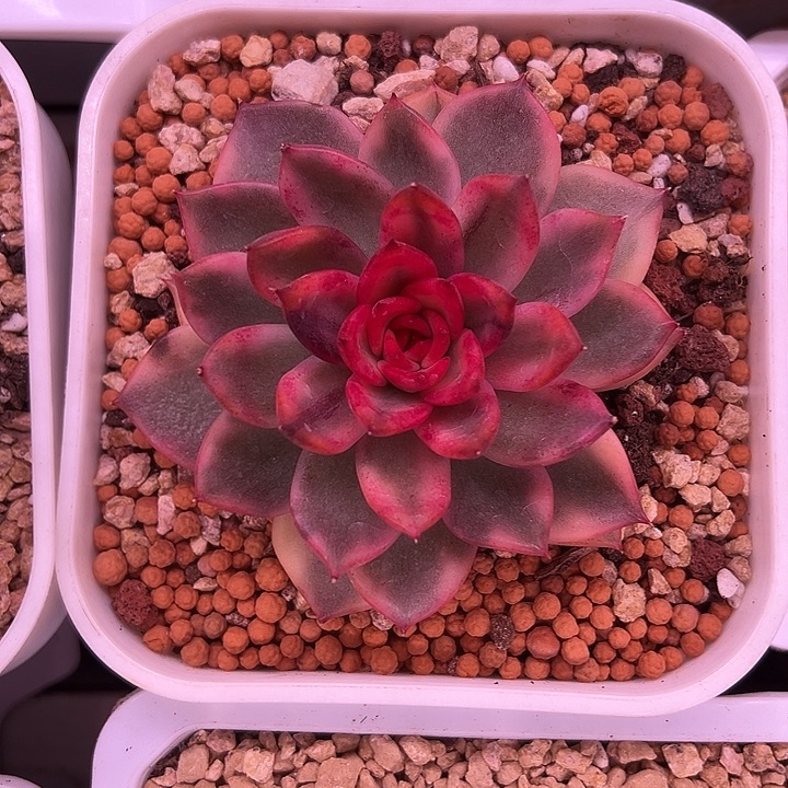 火焰玫瑰锦多肉植物