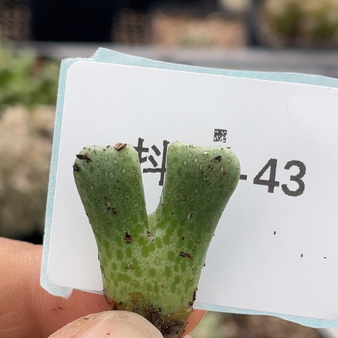 20-43鹿角斑马肉锥