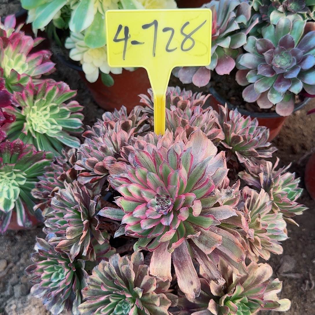 4-728多头多肉植物