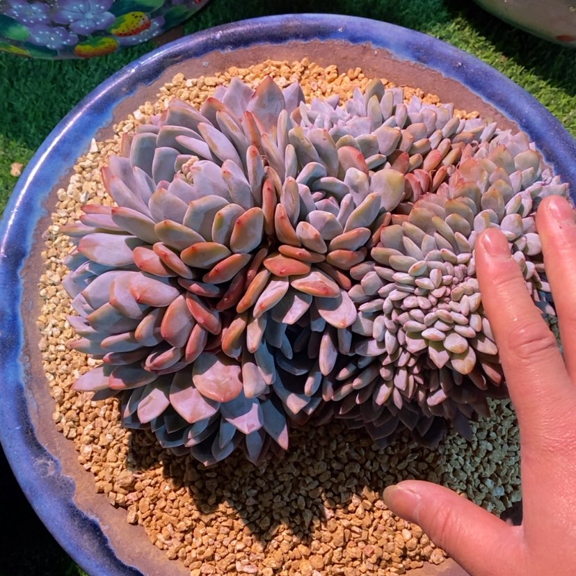 【闪购商品】南**x