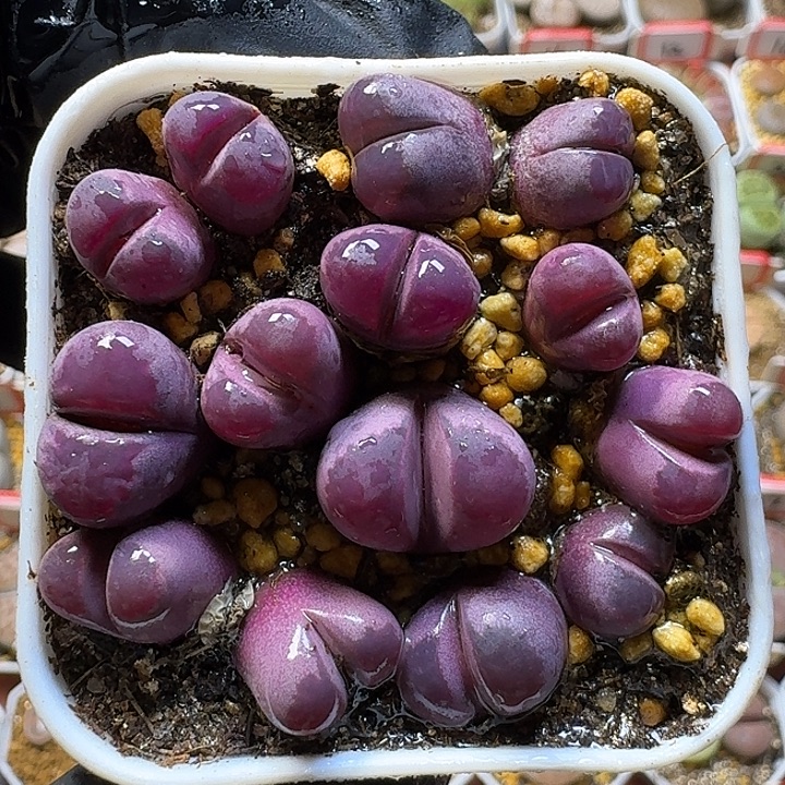 生石花1111111。    10
