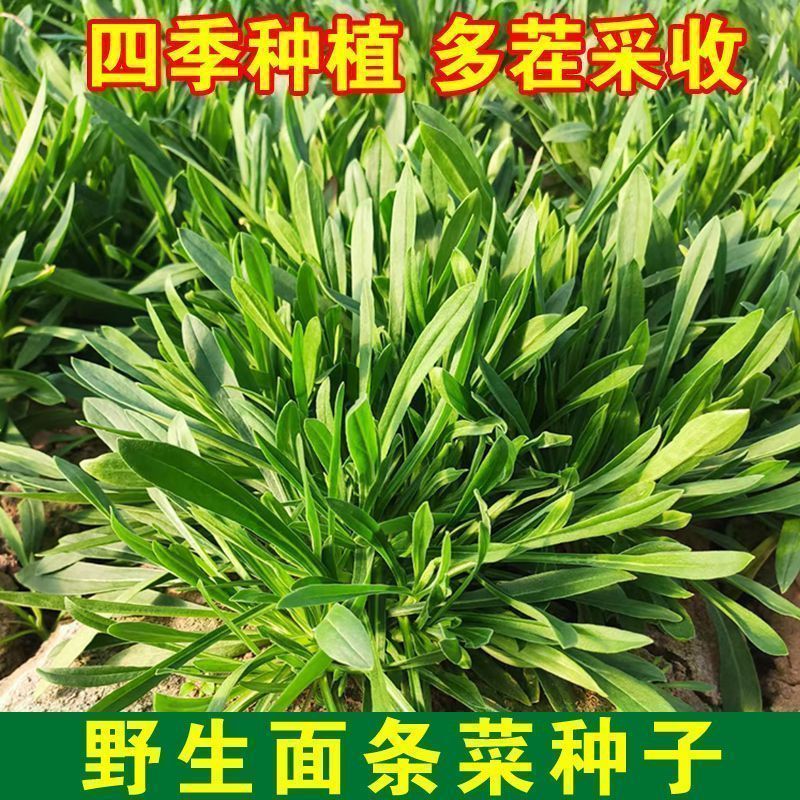 四季播野生面条菜种子农家新鲜野菜面条菜当季野菜蒸菜野保健蔬菜