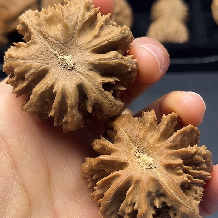 木质类秦岭他突突突突突突