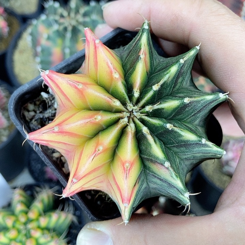 【闪购商品】肋骨锦一物一拍7.5公分